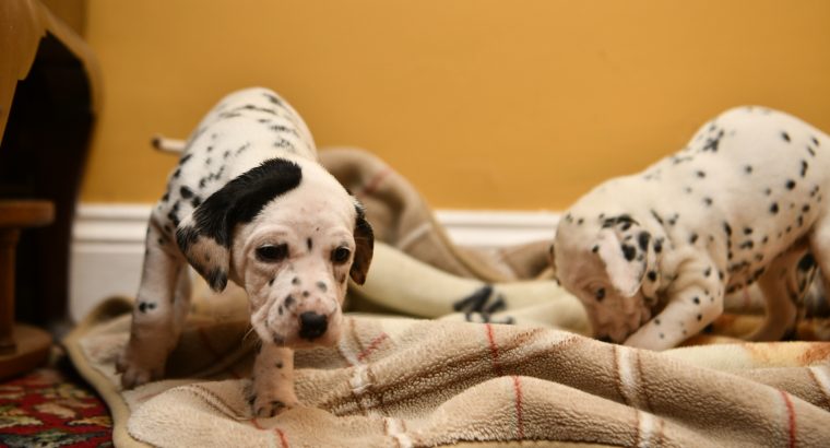 Dalmatian puppies