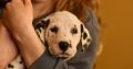 Dalmatian puppies