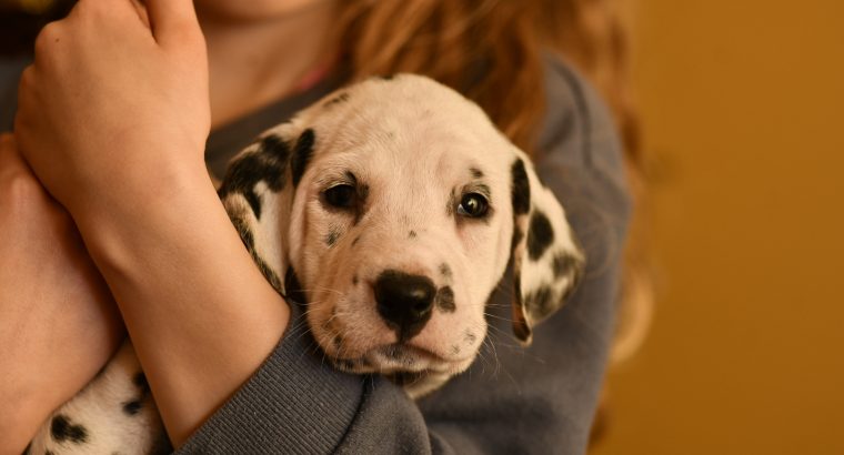 Dalmatian puppies