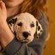 Dalmatian puppies