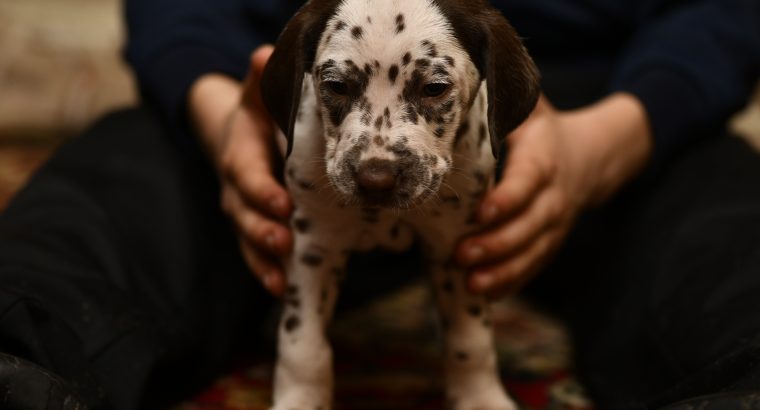 Dalmatian puppies