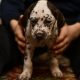 Dalmatian puppies