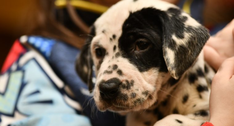 Dalmatian puppies