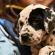 Dalmatian puppies