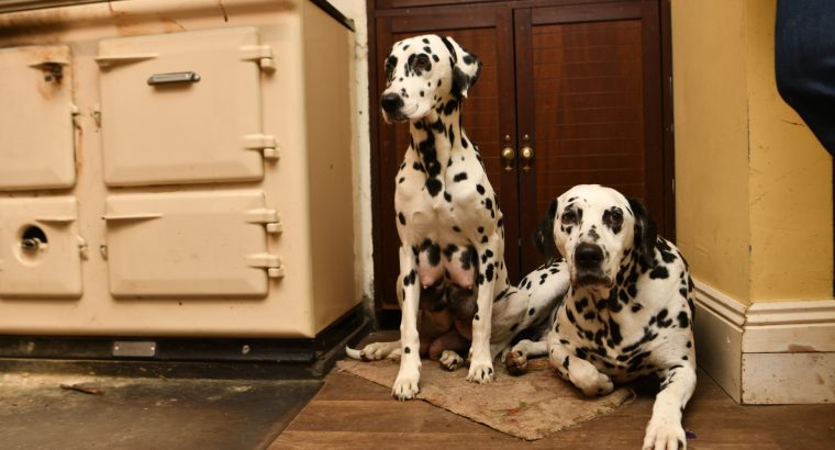 Dalmatian puppies