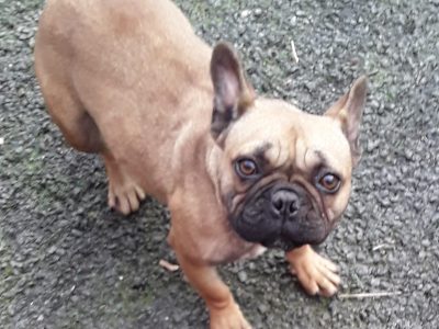 Red French Bulldog in Dublin – Playful Companion