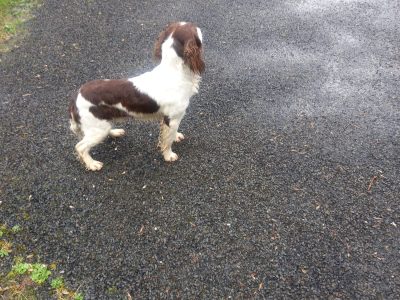 Springer Spaniel Puppies in Ennis – Playful & Fun