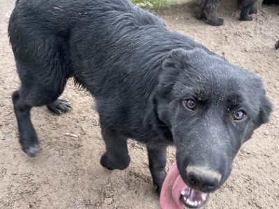 German Shepherd Puppies in Golden Tipperary