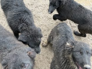 4 German Shepherd Puppies for sale