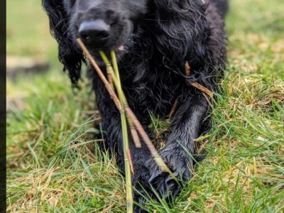 Sprocker Spaniel Puppies in Cork – Playful Energy!
