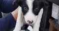 Border Collie pups for sale