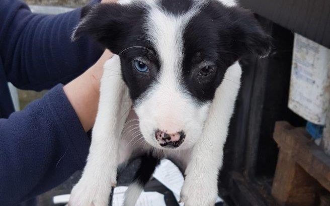 Border Collie pups for sale