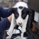 Border Collie pups for sale