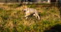 Czechoslovakian Wolfdog Puppies – Litter B