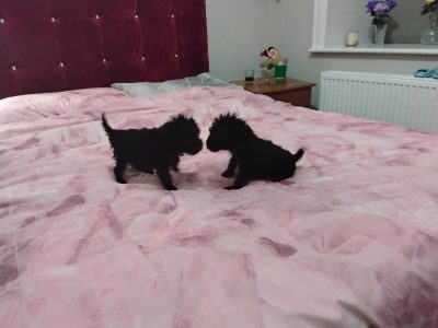 Woodle Puppies for Sale in Monaghan – Fun & Playful