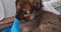 2 male pomeranian x puppies for sale