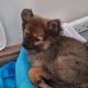 2 male pomeranian x puppies for sale