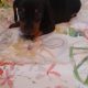 IKC registered miniature dachshund puppies