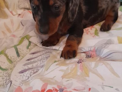 Miniature Dachshund Puppies for Sale in Dublin
