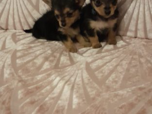 Miniature yorkshire X chihuaha puppies