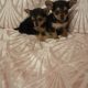Miniature yorkshire X chihuaha puppies