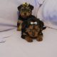 Miniature yorkshire terrier puppies