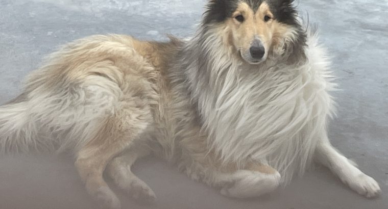 PURE BRED ROUGH COLLIE PUPPIES