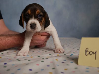 Playful Beagle Puppies for Sale in Cherrywood