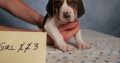 Beautiful Beagle Puppies Pure Bred