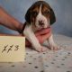 Beautiful Beagle Puppies Pure Bred