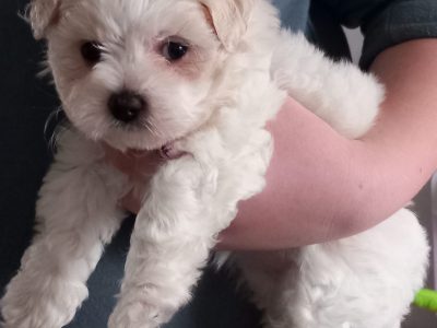 Maltichon Puppies for Sale in Longford Town