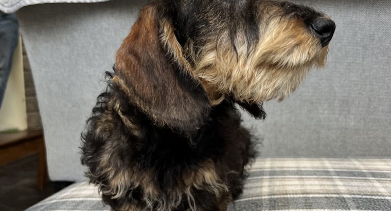Standard wire-haired dachshund