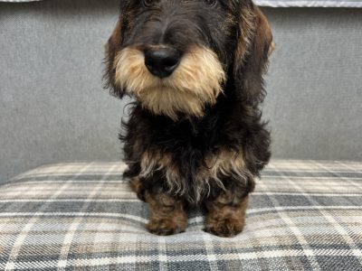 Standard Wire-Haired Dachshund Puppies in Wexford