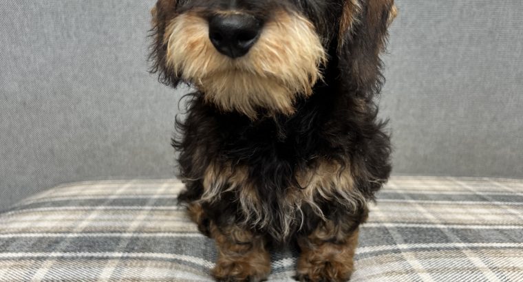 Standard wire-haired dachshund