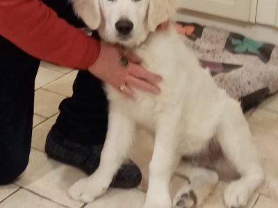 Golden Retriever for Sale in Glanmire – Playful