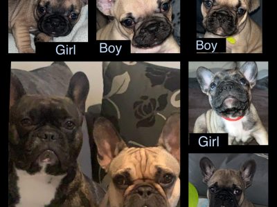 Fawn French Bulldog Puppies in Lucan