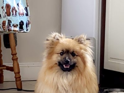 Pomzhu Puppy for Sale in Wexford – Playful