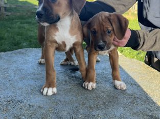 Boxer/Beagle pups