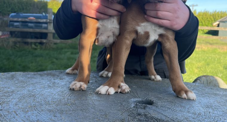 ####SOLD#### Boxer/Beagle pups