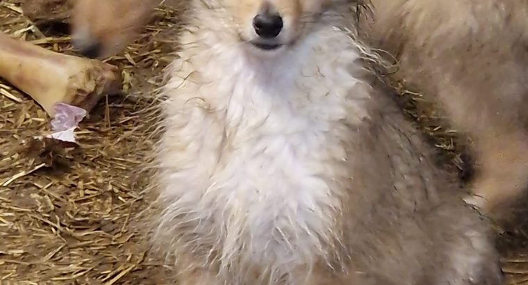 PURE BRED ROUGH COLLIE PUPPIES