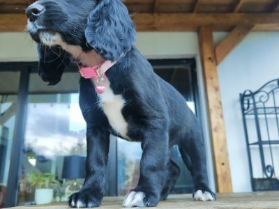 Sprocker Spaniel Puppies for Sale in Cavan