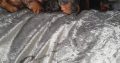 IKC MINIATURE DACHSHUND PUPPIES