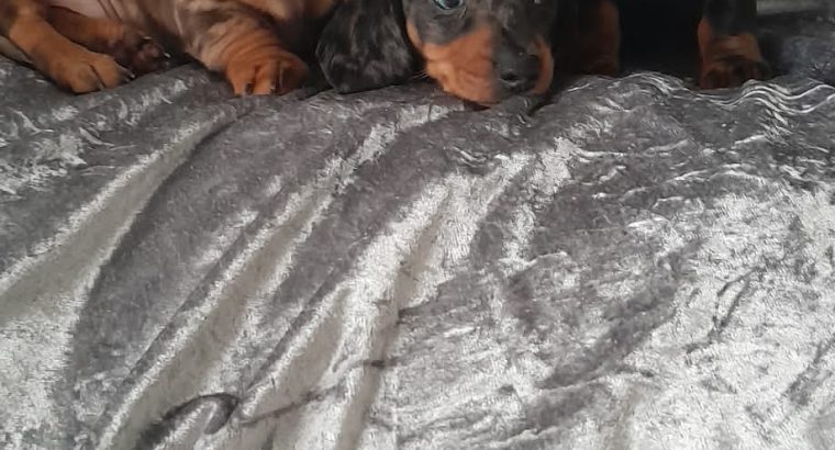 IKC MINIATURE DACHSHUND PUPPIES