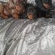 IKC MINIATURE DACHSHUND PUPPIES