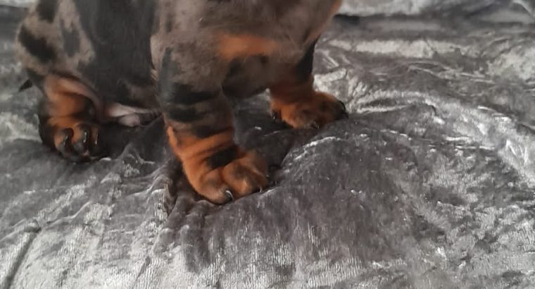 IKC MINIATURE DACHSHUND PUPPIES