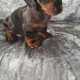 IKC MINIATURE DACHSHUND PUPPIES