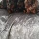 IKC MINIATURE DACHSHUND PUPPIES