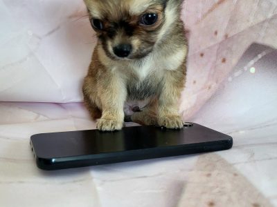 Tea Cup Chihuahua Puppies in North Dublin