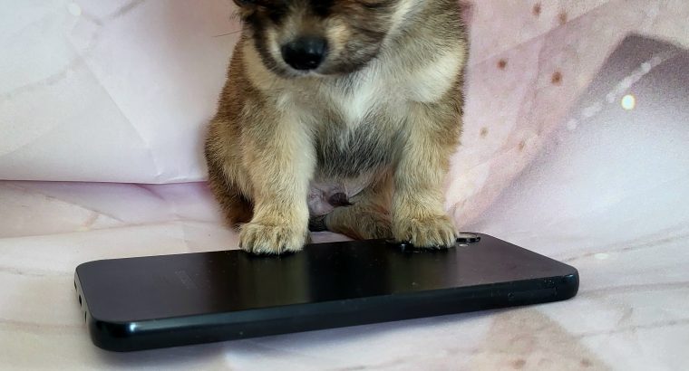 Tea cup Chihuahua puppy