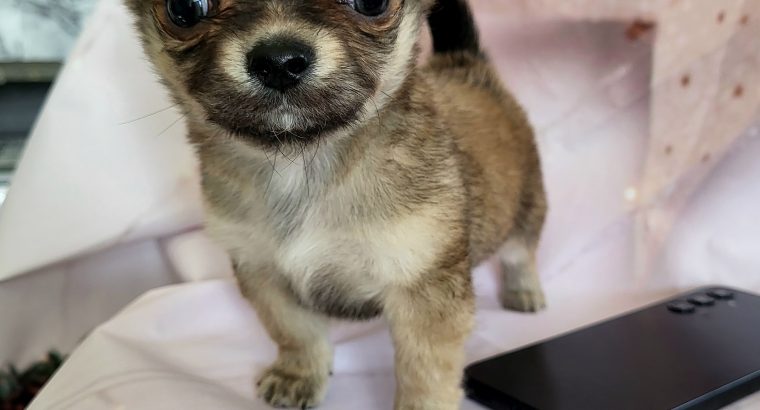 Tea cup Chihuahua puppy